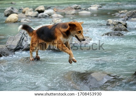                    A beautiful dark brown dog is playing in the river

            