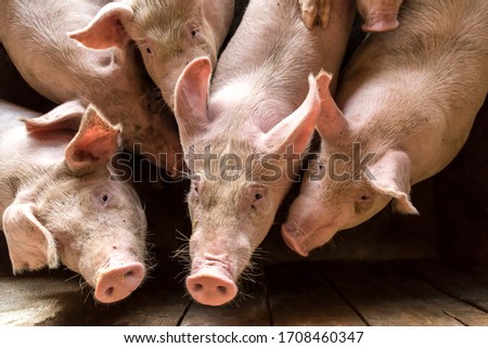 pig pork farm rural grange