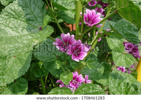 Purple mallow blooming in spring.