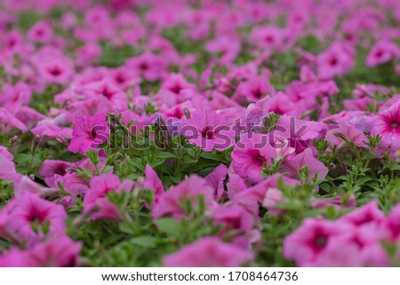 Spring outdoor dense colored morning glory，Pharbitis nil (L.) Choisy