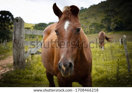 
horse in roça sul de minas brazil