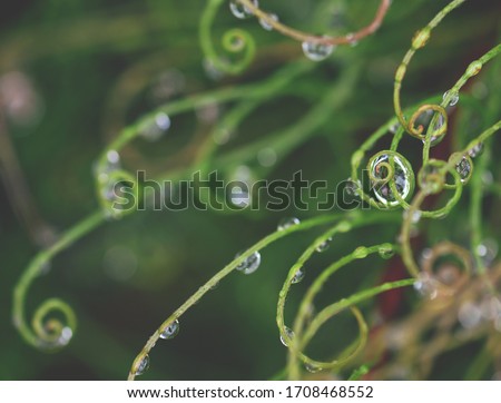 Abstract nature background of raindrops on curled foliage of the Australian native Curly Wig sedge (Old Mans Whiskers), Caustis flexuosa, family Cyperaceae, Royal National Park, Sydney, Australia.