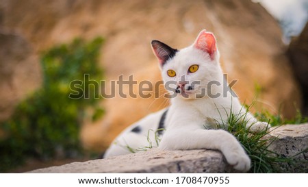 Picture of street cat in a pasive mood

