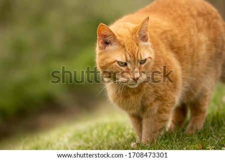 Tabby cat playing in the grass Royalty-Free Stock Photo #1708473301