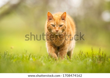 Tabby cat playing in the grass Royalty-Free Stock Photo #1708474162