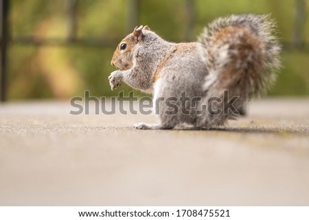 Picture of a squirrel eating nuts. Cute mammal in the wildlife. Photo of a fluffy animal in nature. Spring park background