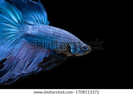 betta fish swimming in black background