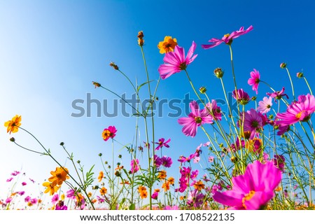 Beautiful purple,pink,red, cosmos flowers blooming in the garden with blue sky on nature background   Royalty-Free Stock Photo #1708522135