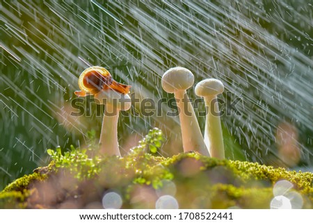 
Snail rained on mushrooms, macro photos