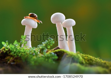 Snails macro photos on mushrooms in a tropical garden