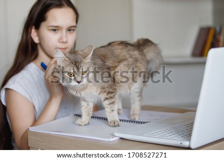 Teenager girl at the table with a gray fluffy cat and a laptop. Coronavirus quarantined home schooling. Selective focus. Blur background.