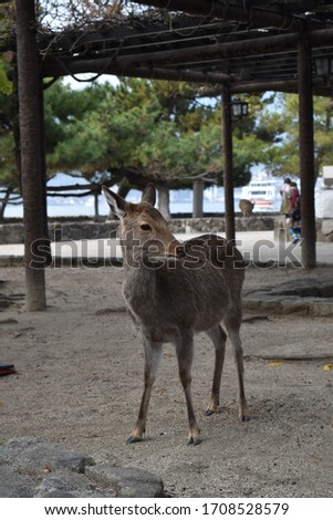 Picture of deer of Miyajima Island, Japan