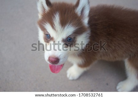 Cute brown Siberian Husky puppy dog. Close-up on Siberian Husky puppy dog.  Picture of baby dog sitting in front of camera. 
