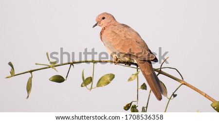 Eurasian collared dove (streptopelia decaocto) native to Europe and asia captured sitting on branch in Asian country of India and state of Gujarat