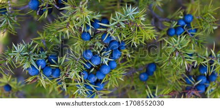 Lots of blue Juniper berries on the tree. Juniperus communis. Royalty-Free Stock Photo #1708552030