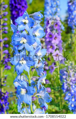 Delphinium Flower in the Garden - Larkspur flowers, Delphinium elatum Royalty-Free Stock Photo #1708554022
