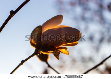 Isolated Magnolia Tree Flower Blossoming Illuminated by the Sunset
