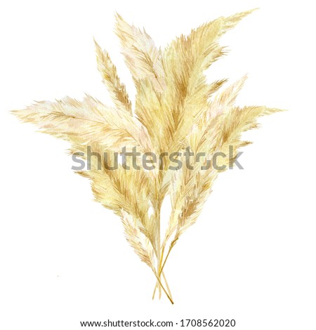 Watercolor wild floral bouquet. Pampas graas for design boho and modern style . Panicle Cortaderia selloana South America, feathery flower head plumes for wedding invintation ans baby shower.
