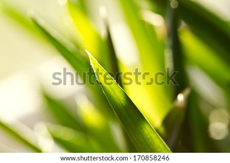 abstract summer background, Green grass in a sunny day 
