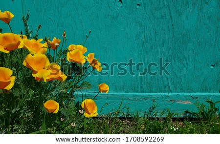 California poppies in full bloom with a barn door in the background in Healdsburg