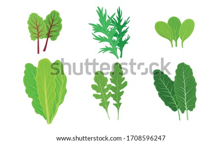 Green Leafy Vegetables with Lettuce and Arugula Leaves Vector Set Royalty-Free Stock Photo #1708596247