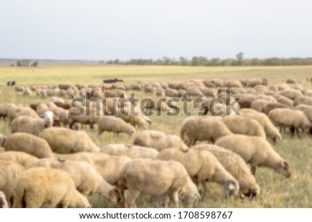 Heavily blurred blurry background. Flock of sheep grazes in nature. Countryside, agriculture. Natural rustic background. Beautiful animals graze in pasture