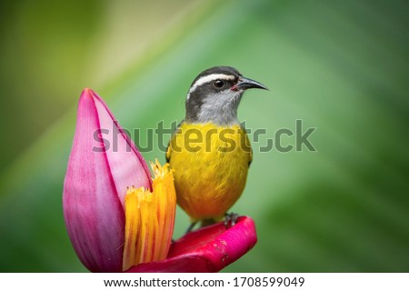 The Bananaquit, Coereba flaveola is sitting on the amazing red and yellow banana bloom in colorful backgound. Costa Rica Royalty-Free Stock Photo #1708599049