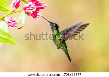 Blue hummingbird Violet Sabrewing flying next to beautiful red flower. Tinny bird fly in jungle. Wildlife in tropic Costa Rica. Two bird sucking nectar from bloom in the forest. Bird behaviour Royalty-Free Stock Photo #1708611337