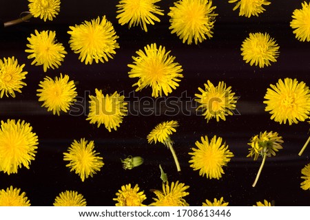 Floral background. Dandelion pattern. Yellow blooming buds composition on dark old film.