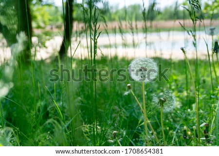 white dandelion in the grass