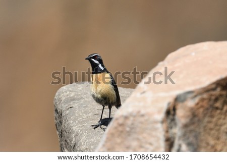 One adult Drakensberg Rockjumper perched on a rock, peering around another.