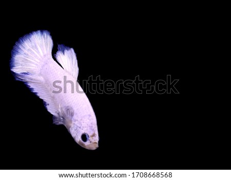 Thai fighting fish, popular aquatic animals and Thai national aquariums White, blue, black on black