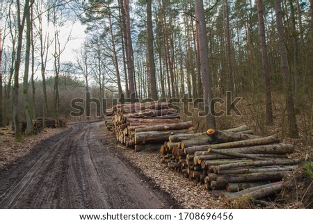 Cut down tree trunks on a pile by a side of a dirt road in a forest, ready for transportation
