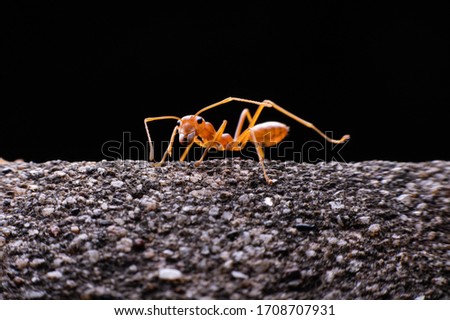Red ant , The red ant eating the larva
