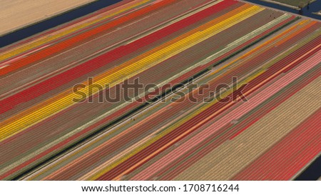 Aerial view of Dutch tulip fields with a beautiful pattern of vivid colours in springtime. Those tulips are in Zuid Holland in de Bollenstreek area near Hillegom.