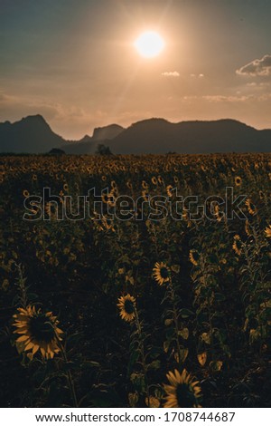 Silhouette of blooming sunflower field with mountain as a background and sunset light.