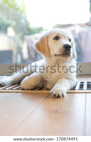 Golden retriever puppy at home