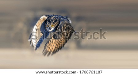 Dark Wood Owl foraging on snow in winter