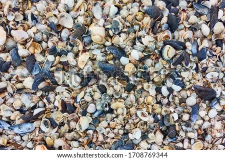 Multitude of small seashells on the beach,  