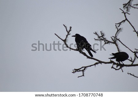 Two crows sitting on a branch. Picture taken in Romania.