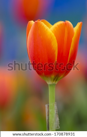 closed up of orange tulip in the garden