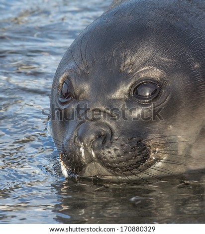 The watery eyes of a young Atlantic fur seal