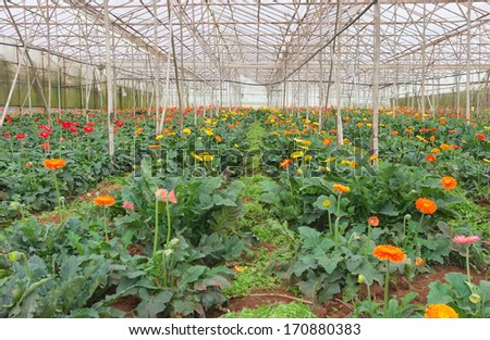 Plantation of gerbera flowers in Dalat, Vietnam