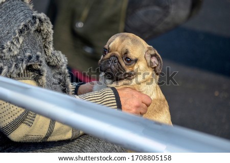 Portrait of a pug and an old woman. An elderly woman sits in a park on a bench and caresses her dog. The dog carefully looks into the distance past the camera. Love to the animals. Shooting from