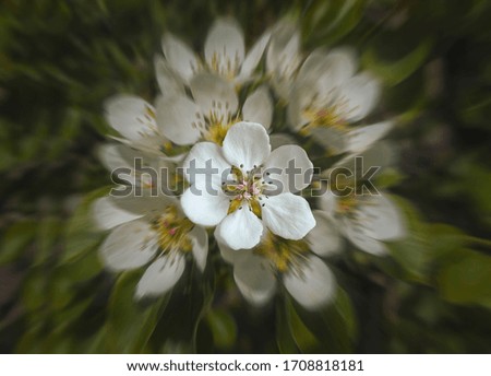 Wild pear flower on a background of blurred image of inflorescence