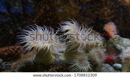 A group of white sea anemones in the aquarium Royalty-Free Stock Photo #1708852309