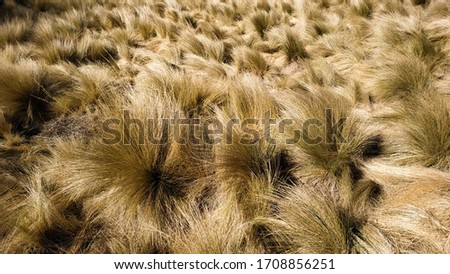 Dry savanna during the dry season. Yellow savanna grass in the wind. Savana in the sumbing dead crater, Central Java (Indonesia)