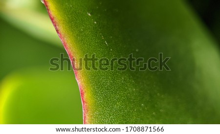 Green succulent plant close up picture 
