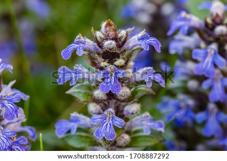 Spring flowers. Spring background. Close up view of small tender violet flowers blooming in garden