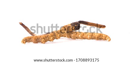 Ophiocordyceps sinensis (CHONG CAO, DONG CHONG XIA CAO) or mushroom cordyceps this is a herbs on white background
